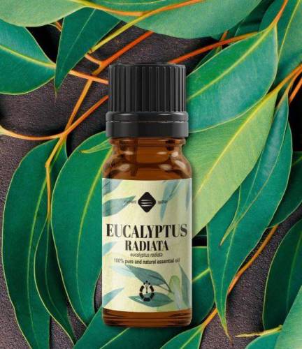 Ulei esential de Eucalipt Radiata 10ml - Mayam