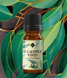 Ulei esential de Eucalipt Radiata 10ml - Mayam